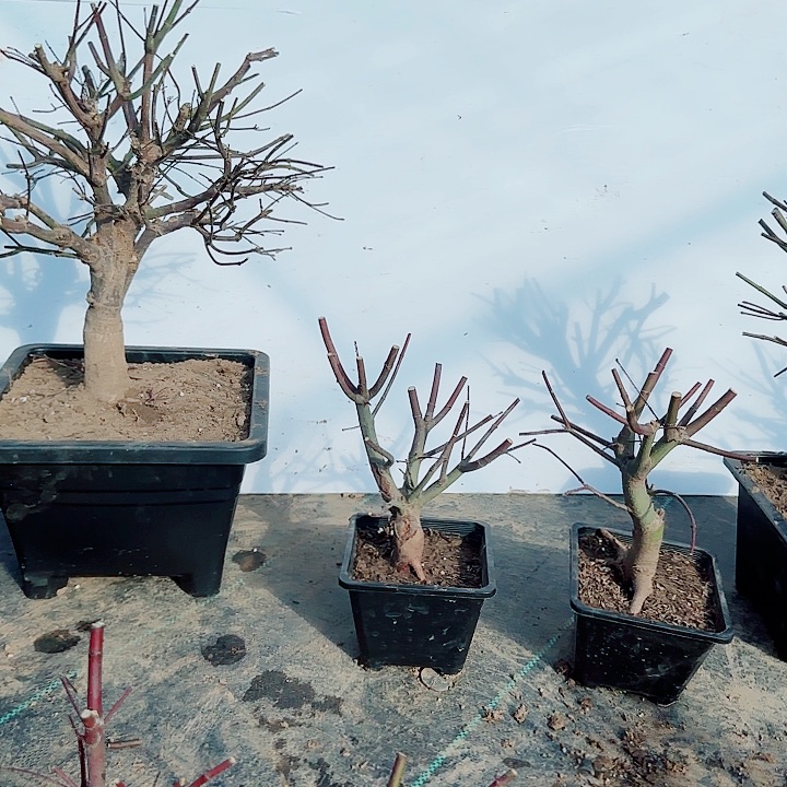 完全开放枫树出星星