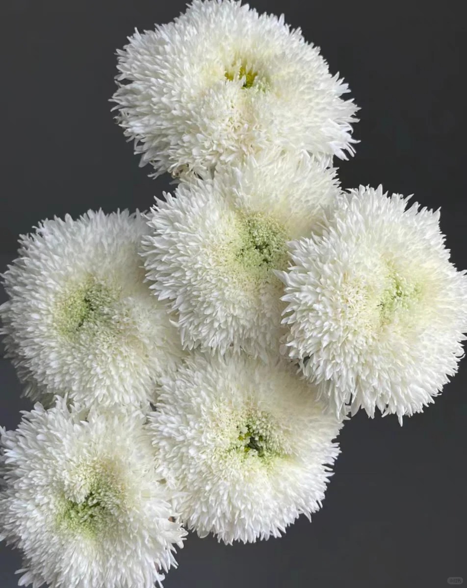 【白色面包菊】云南A级家用鲜切花 白色面包菊鲜花 花卉基地直发 M