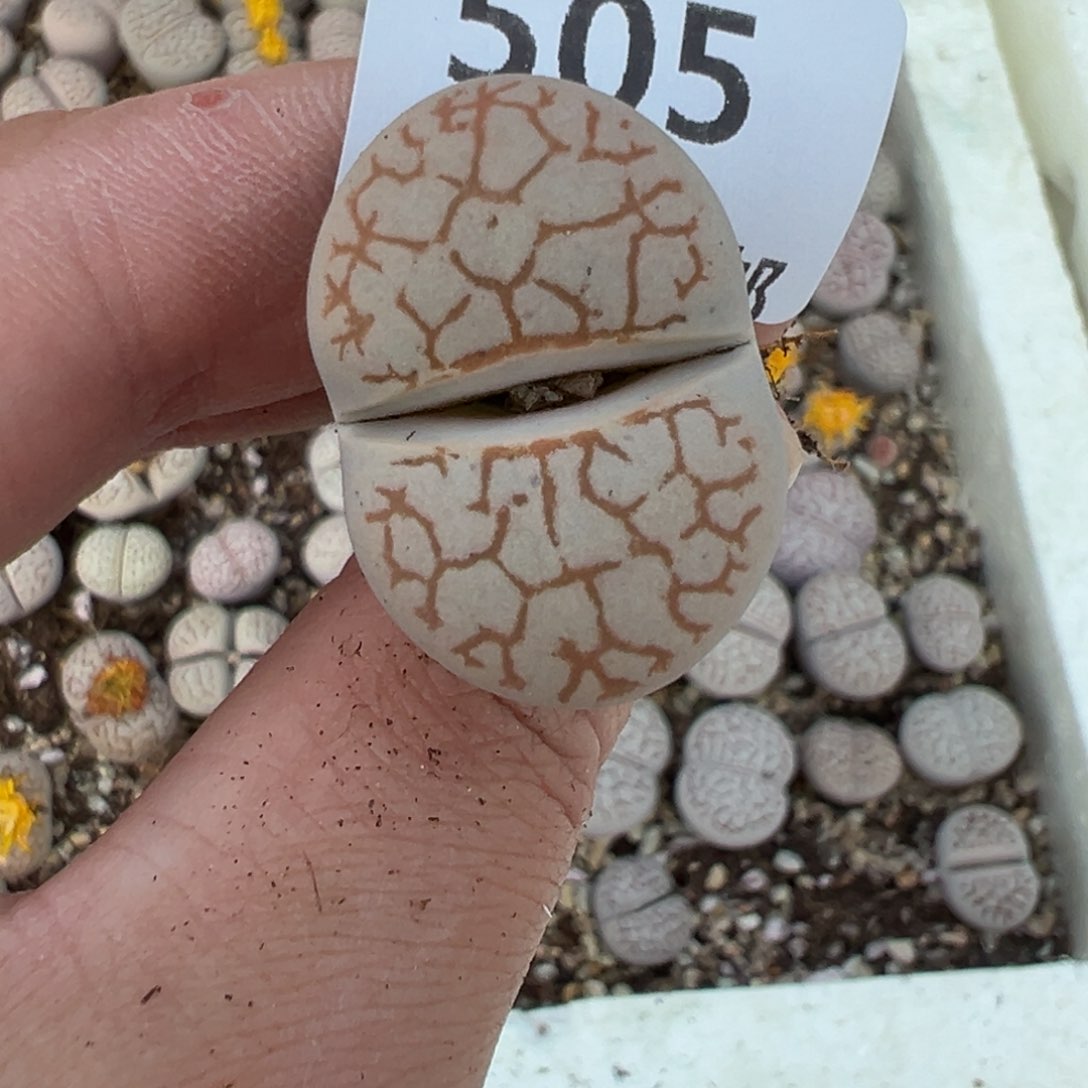 【闪购商品】505……