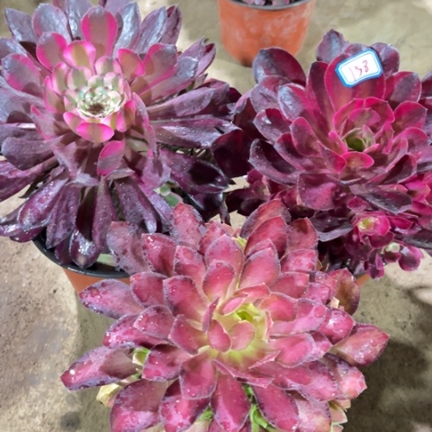 158多肉植物组合