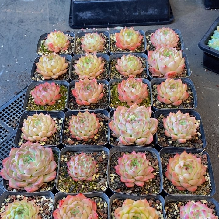 114多肉植物保护研究所所长