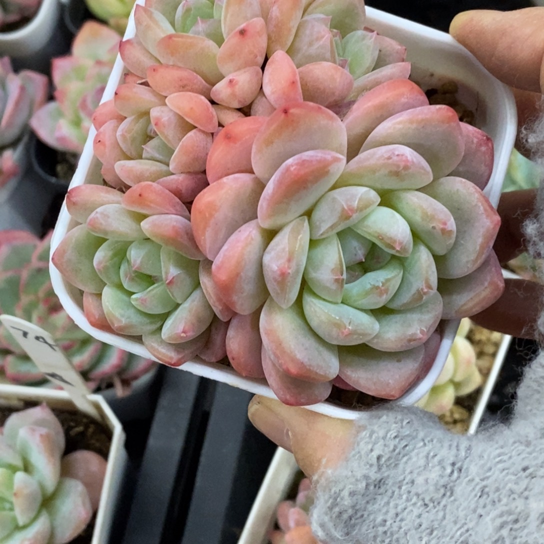 精品多肉一物一拍不包整286