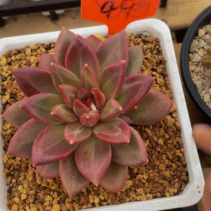 你要吃好了我才给