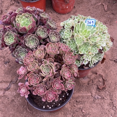 209多肉植物组合，