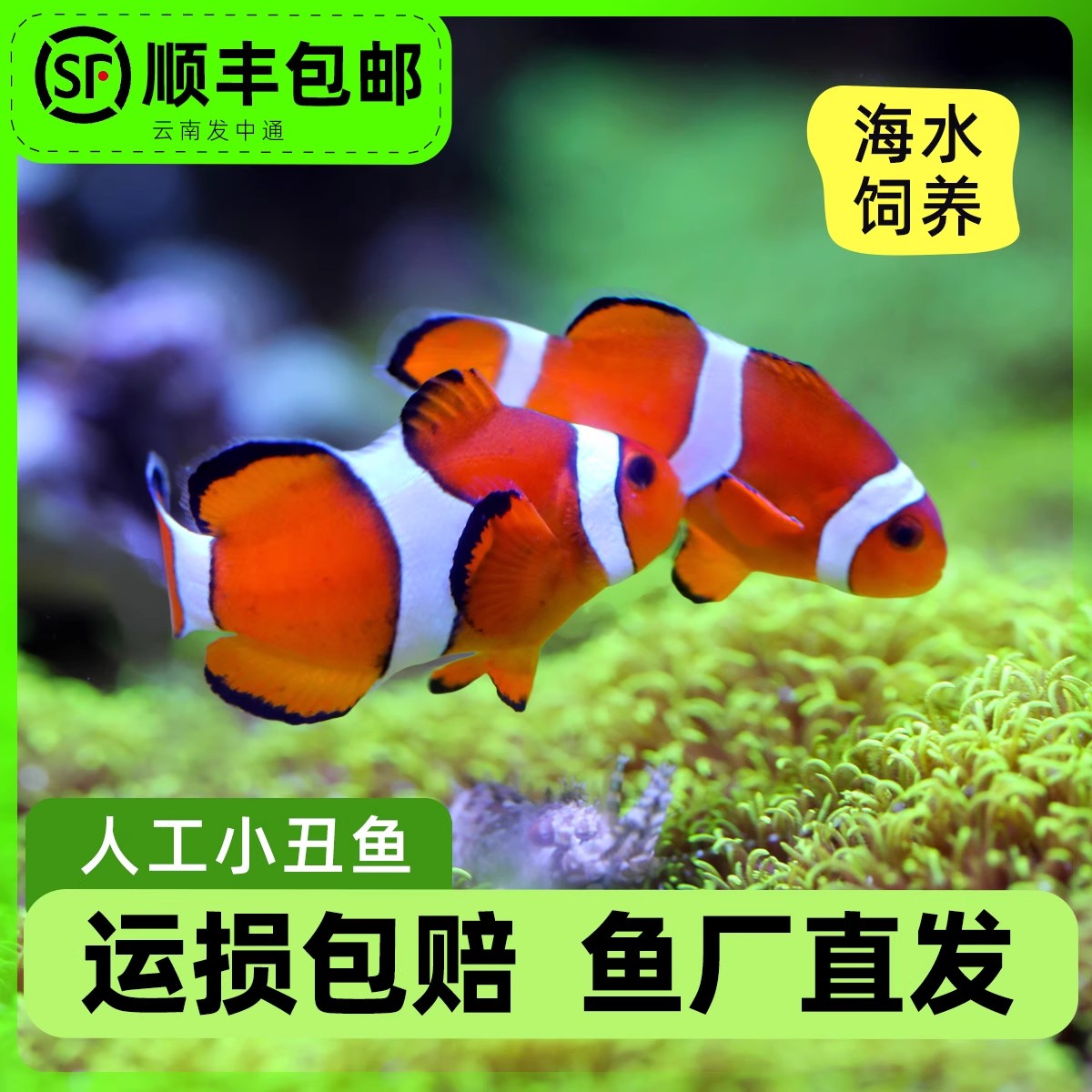 【直播间专属】小丑鱼海水观赏鱼活体人工公子尼莫耐活好养明星宠物