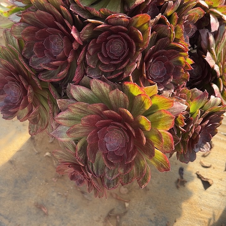 3.13-28红丝绒多肉植物1