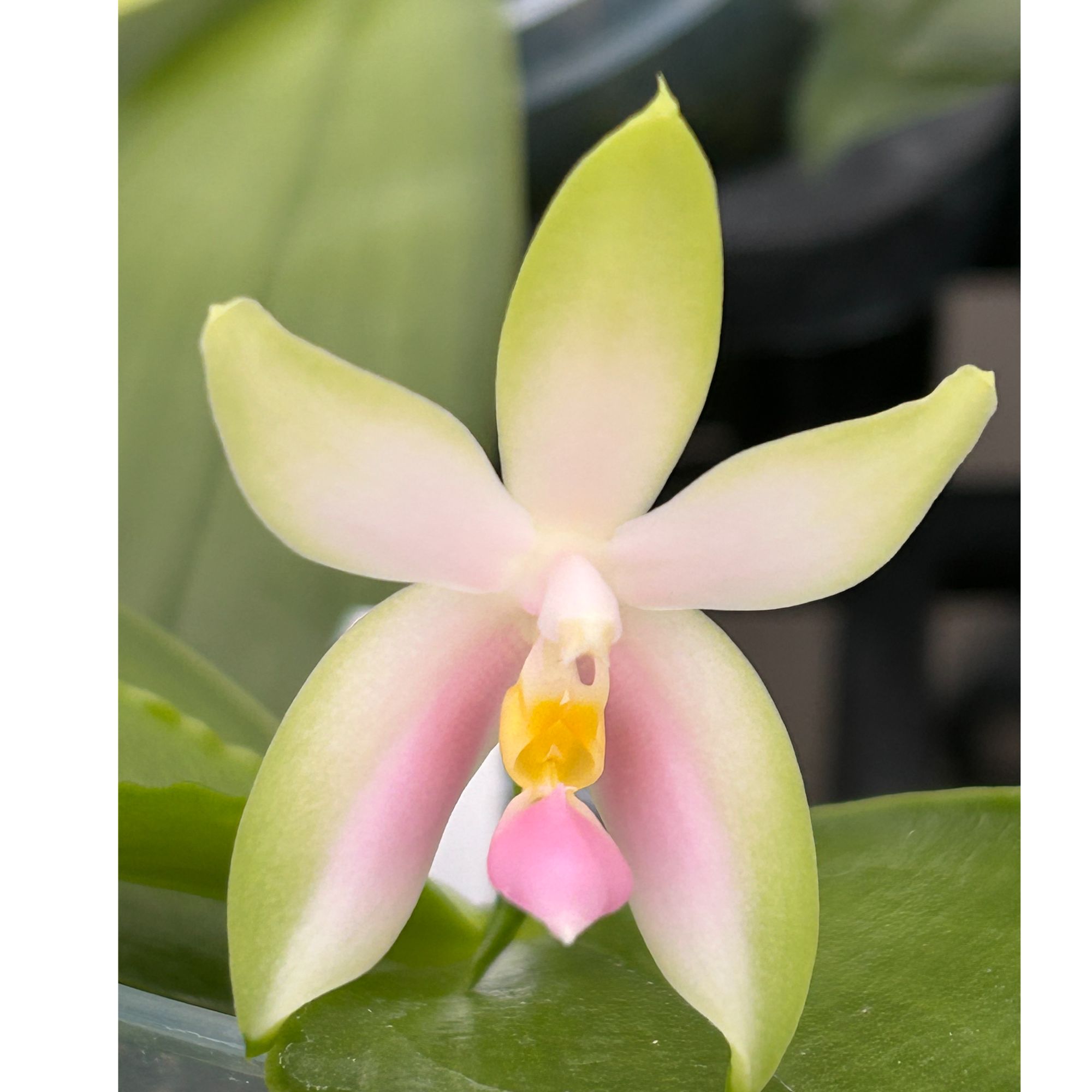 蝴蝶兰【粉贝】一物一拍 原生种蝴蝶兰 趣味兰 好养易活