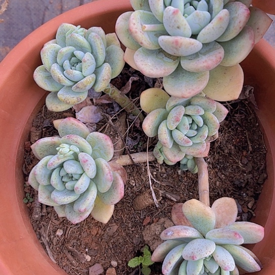 多肉植物。。。。。万舒？。。。