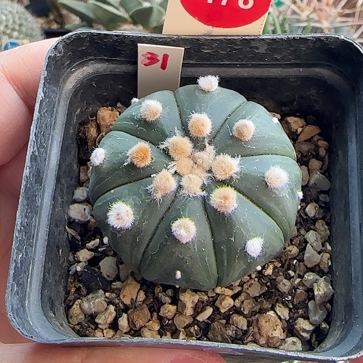 实在大尤兜一颗3688