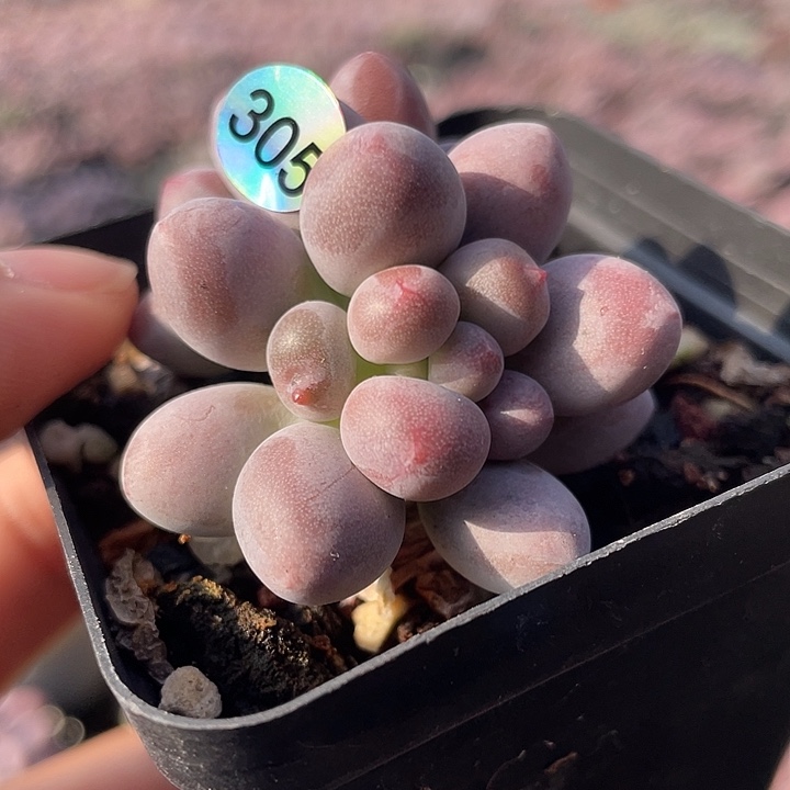 仙子奶酪多肉植物