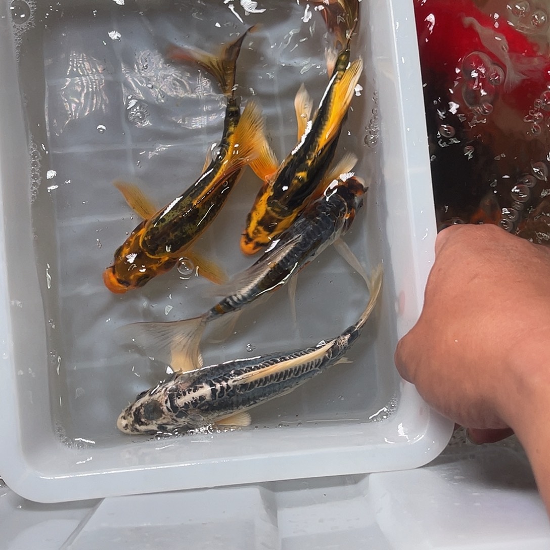 锦鲤包邮，包邮，，55