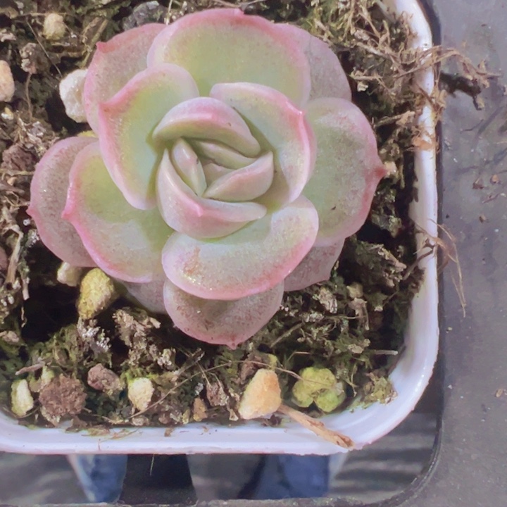 水晶虾饺精品多肉植物