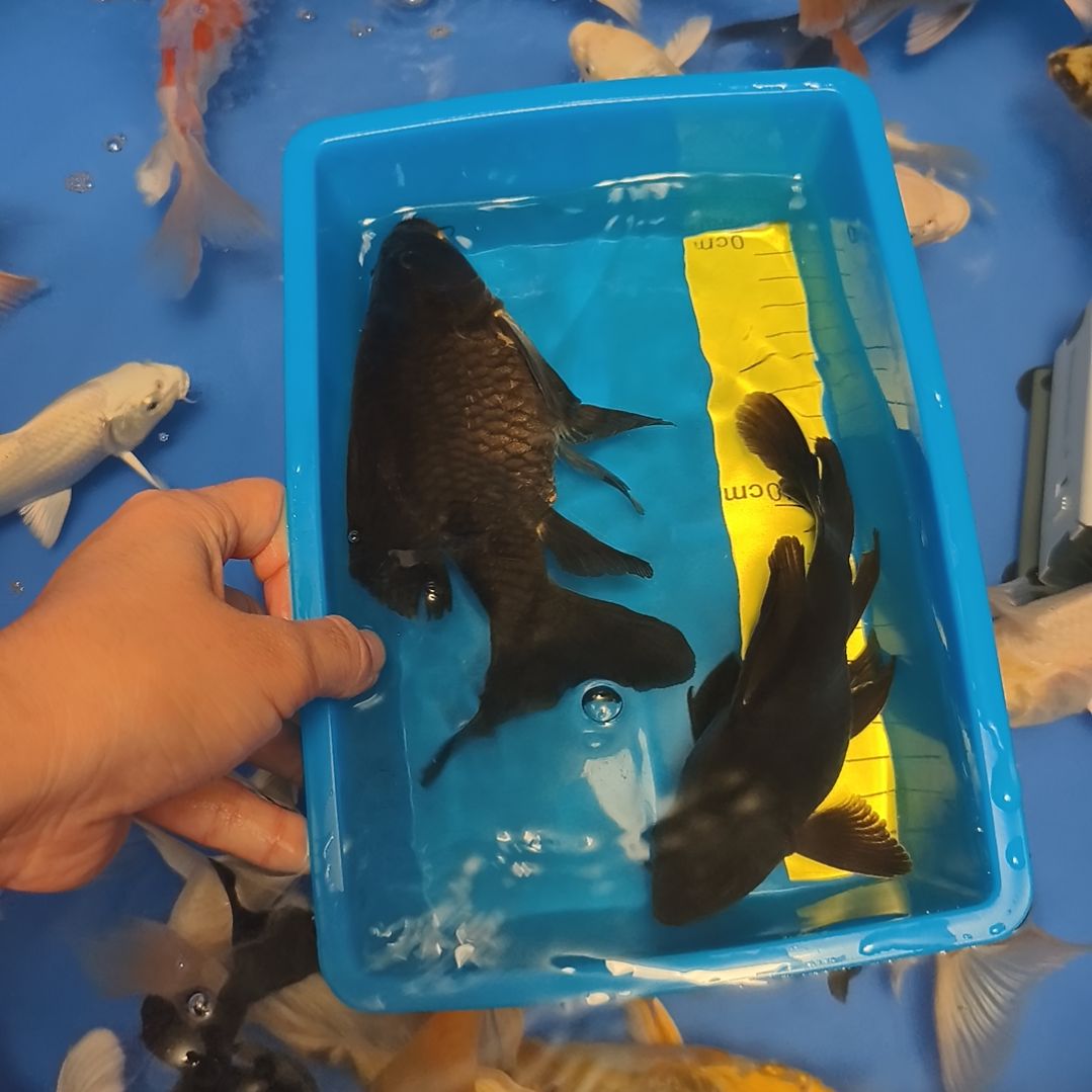 蝴蝶鲤鱼蝴蝶鲤墨蝶2条