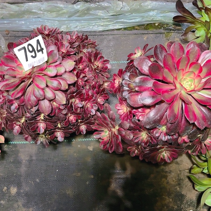 【闪购商品】794香奈儿两颗