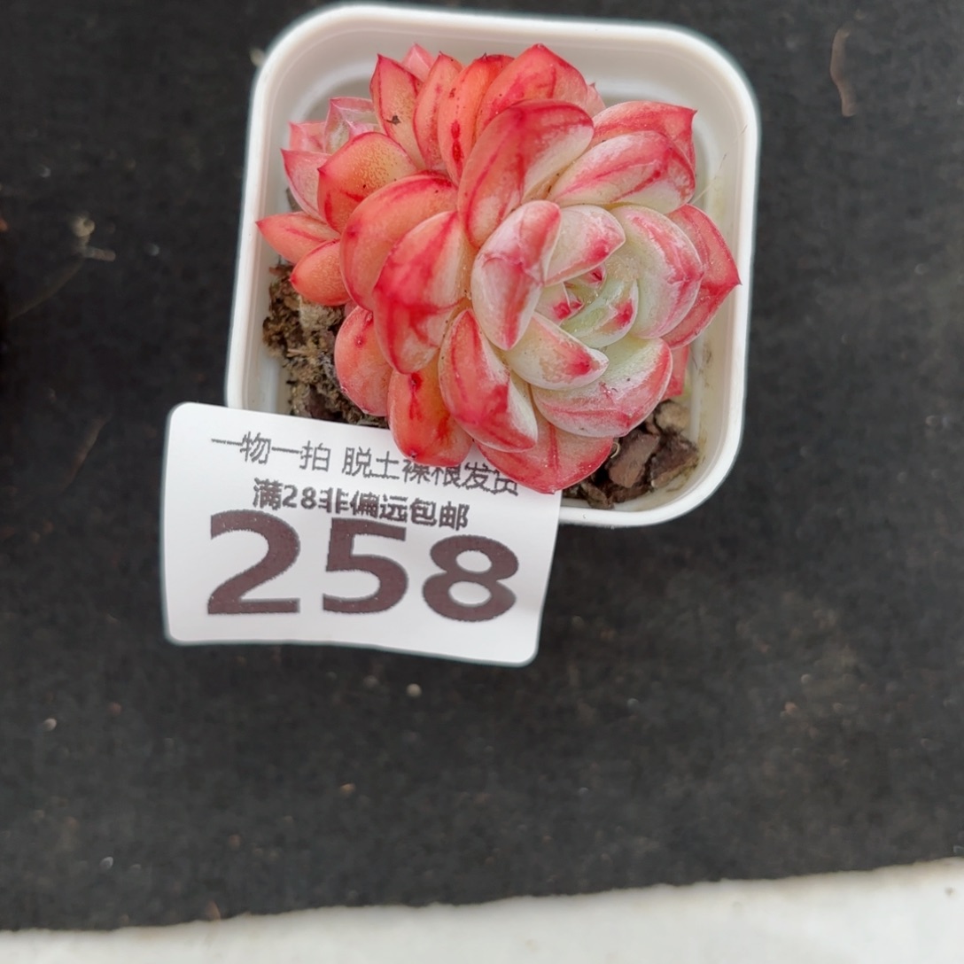 长相思无盆土发货