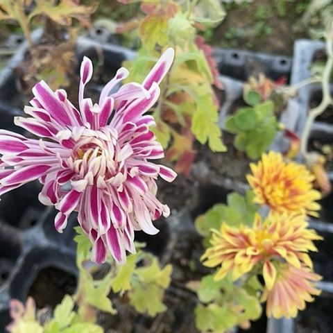 完全开放中114两棵无售后