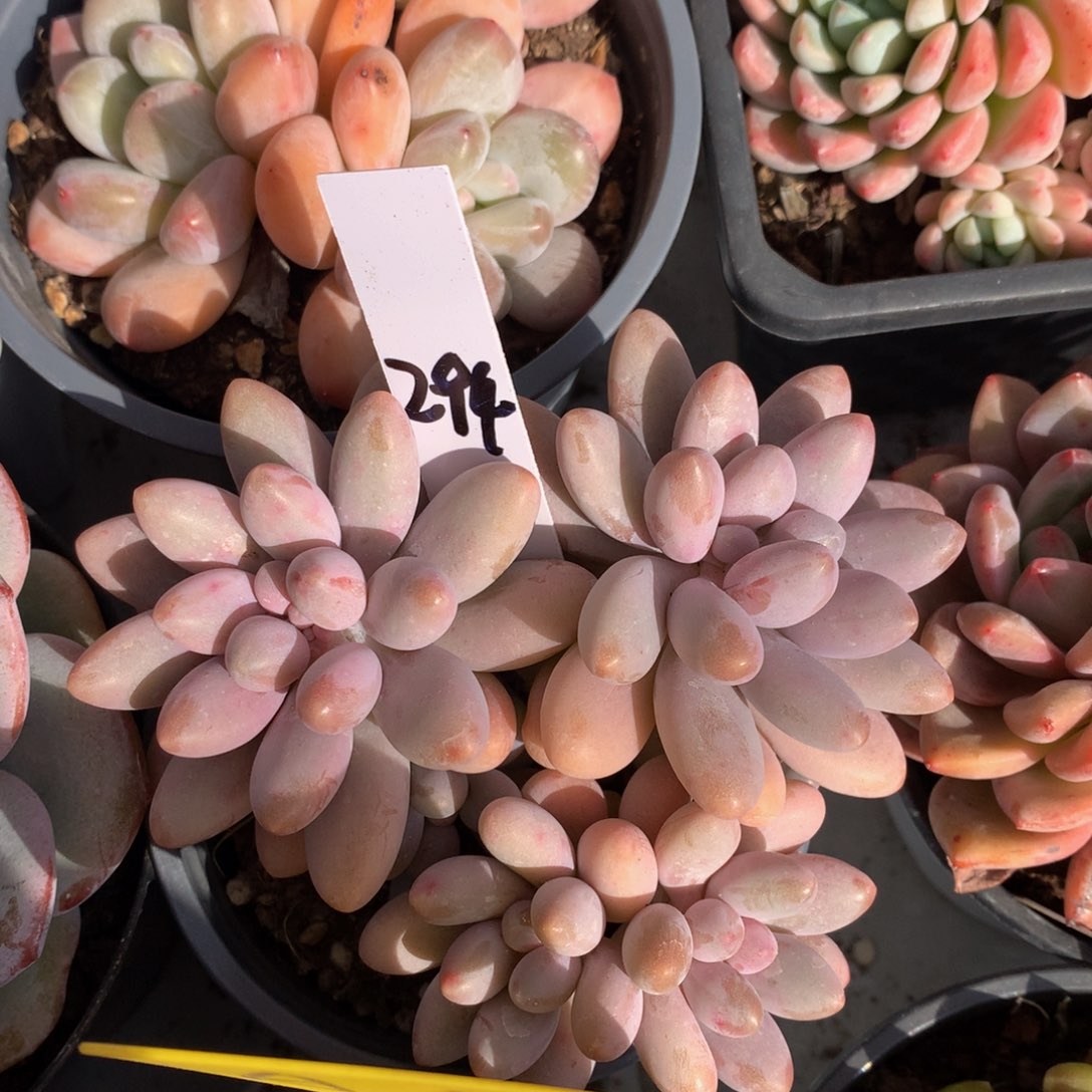 粉色脸多日子黑五727277272