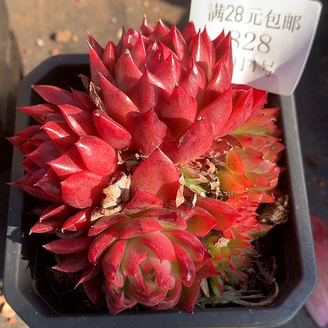 【闪购商品】云828号八厘米