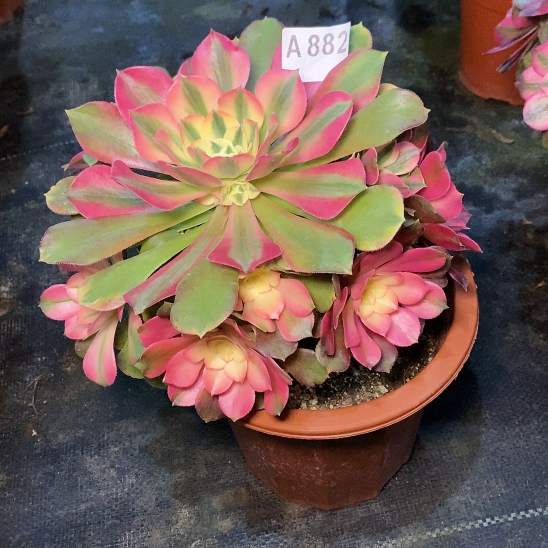 香妃882多肉111111