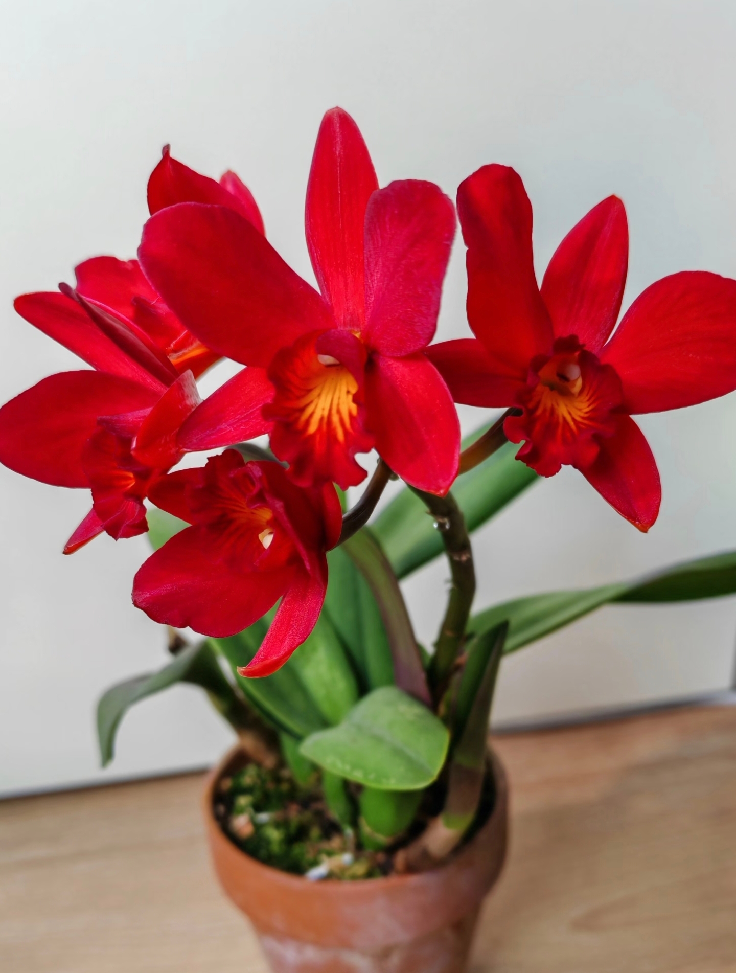 稀有迷你卡特兰（小哈雷） （花前苗 今年6-8月左右开花）当年开花株