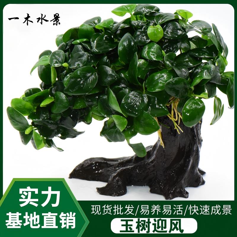 玉树迎风水草养鱼景观树鱼缸水族造景丢缸即活入缸成景懒人造景