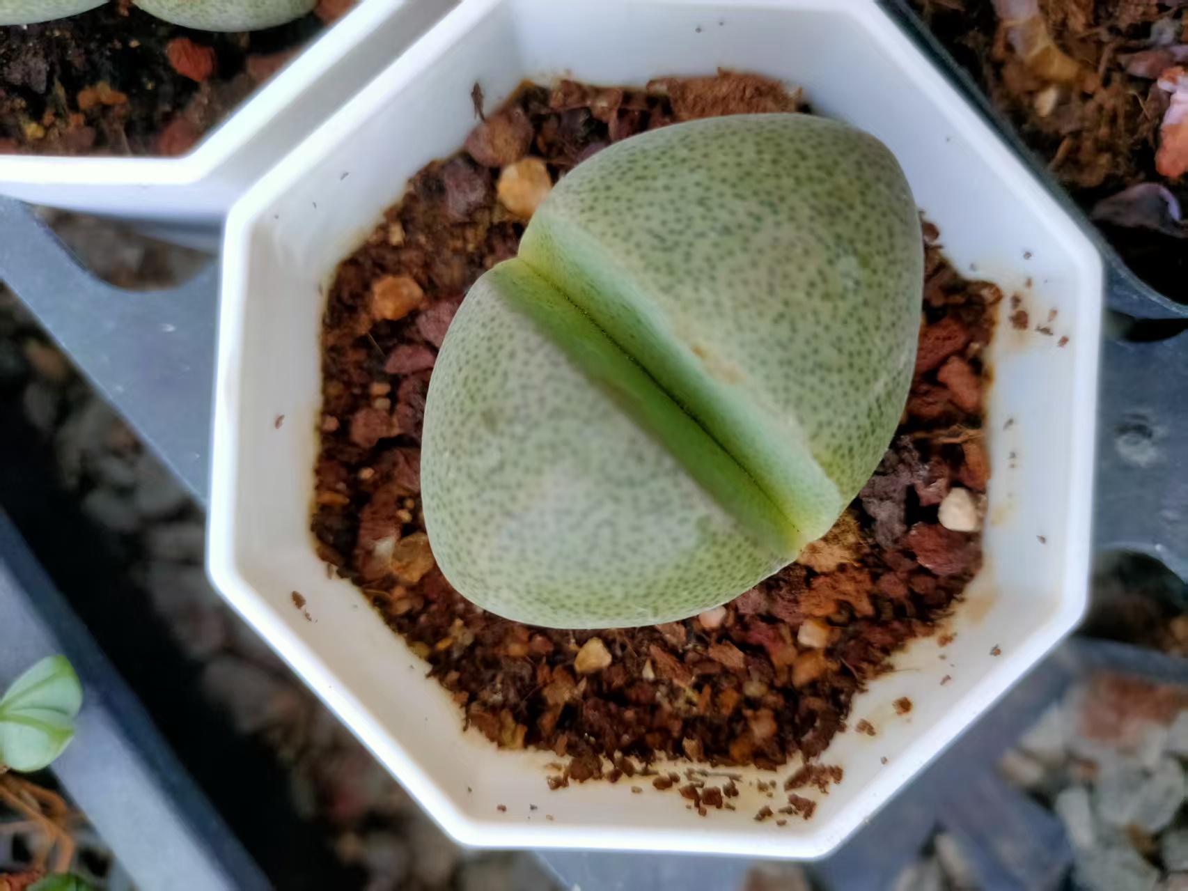 生石花，帝玉，小屁股，3棵装 多肉植物