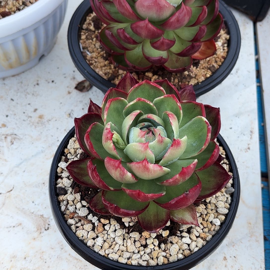 豆***姐无花朵惊鸿仙子2个