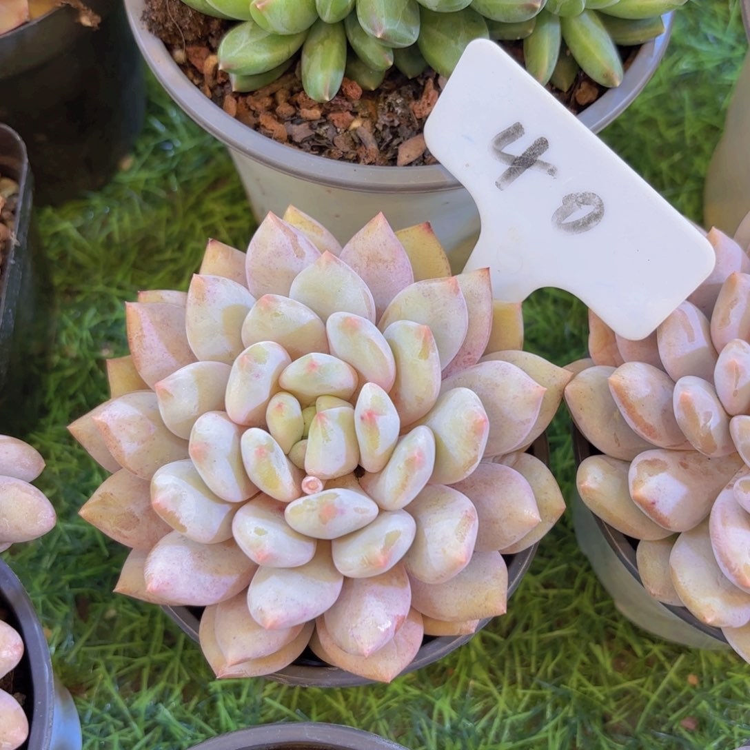 木***笑云南金致家精品多肉