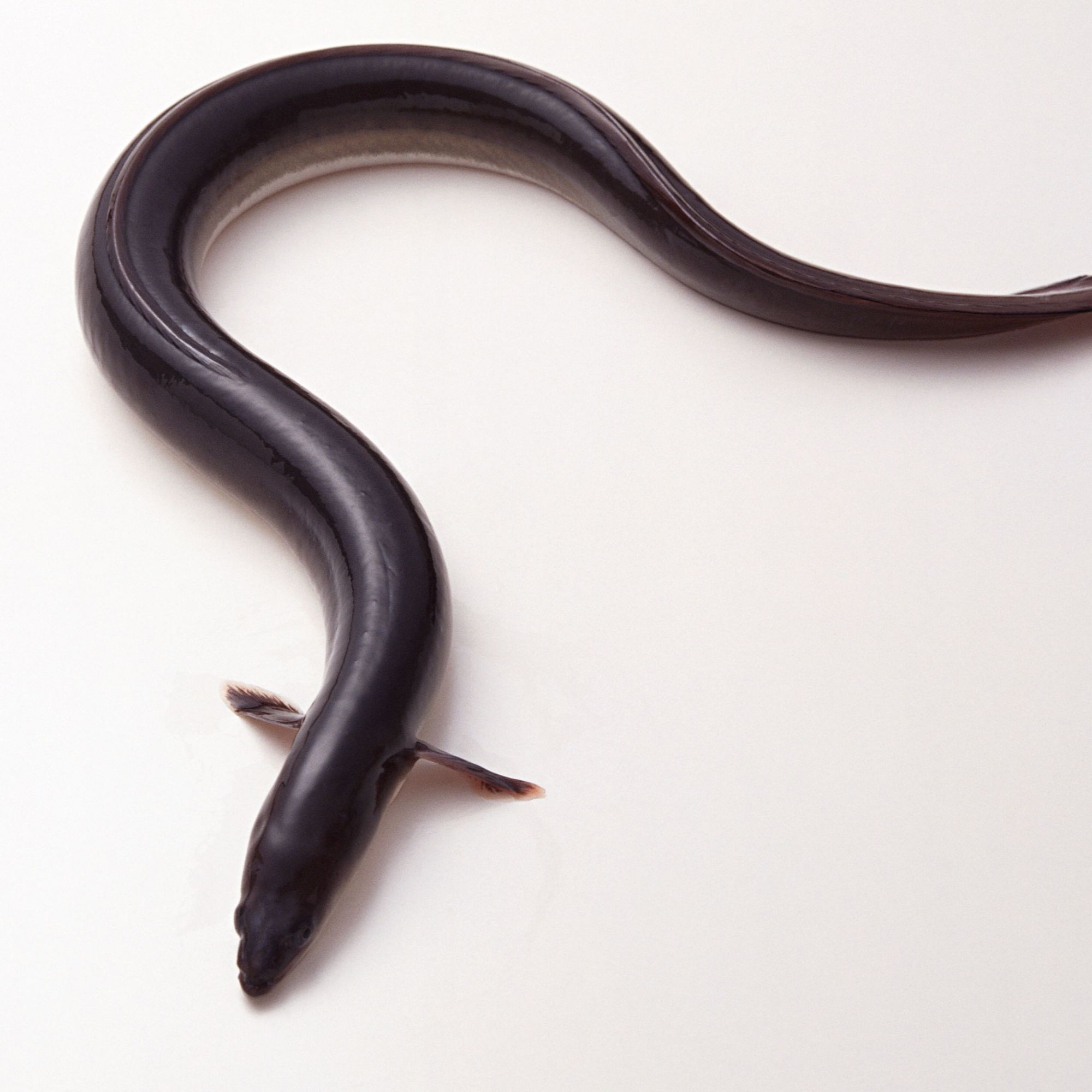 冷江生态鳗鱼养足八年鱼鳖混养肉质紧实味道鲜美淡水鳗鱼