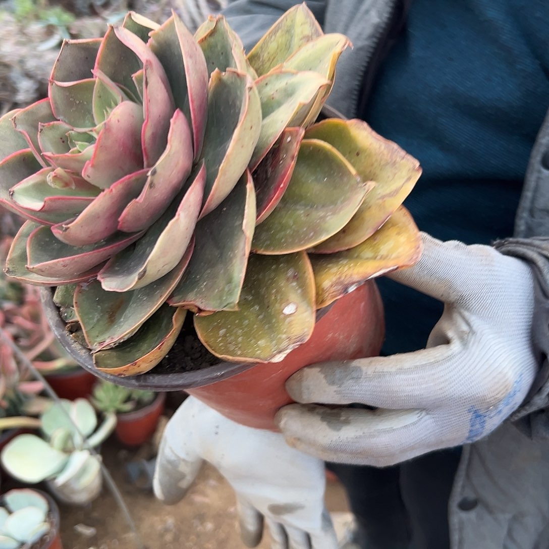多肉植物多肉植物