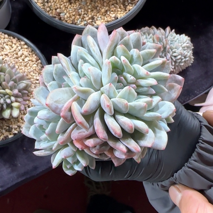 11厘米的尺寸一物一拍的