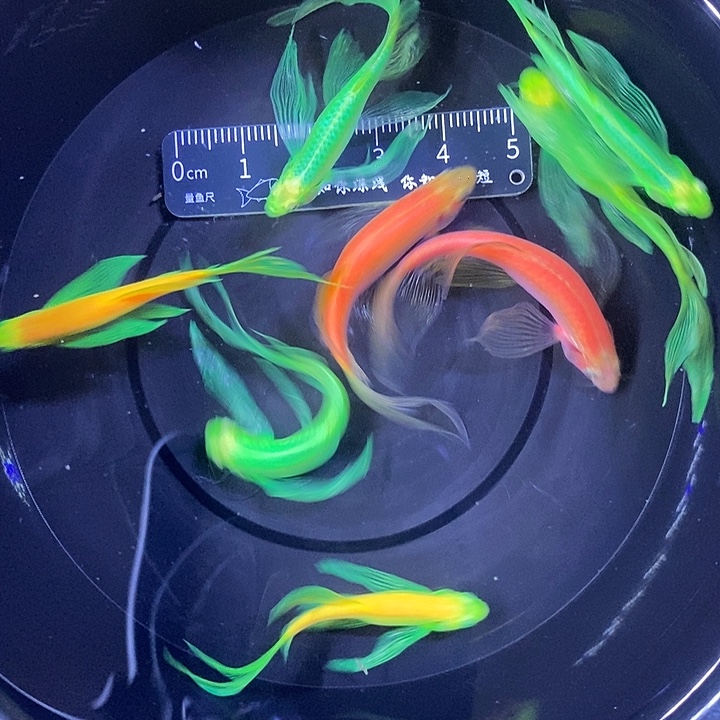 斑马鱼蝶翼斑马瑕疵练手鱼4厘米8条