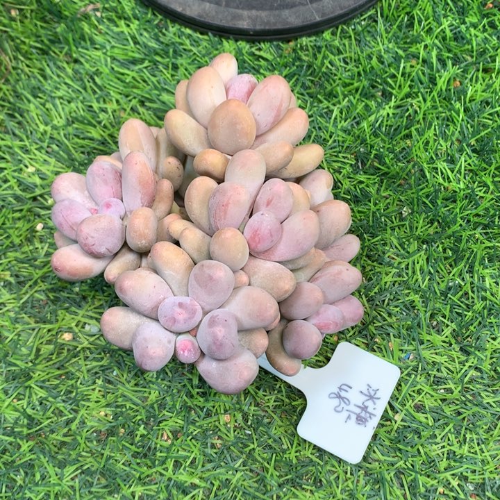 米可奶老桩多肉发货