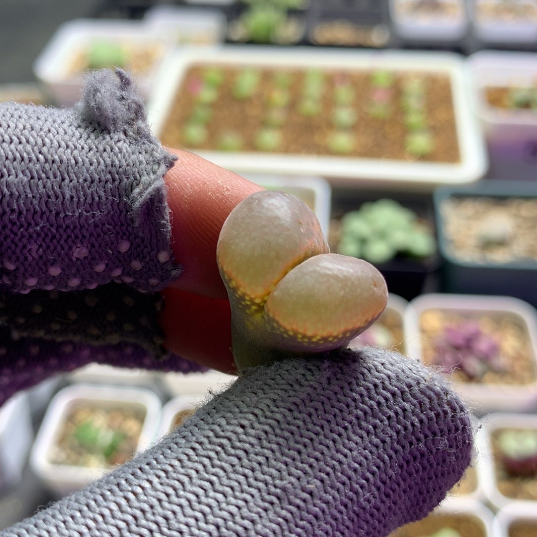 398温巴德c10母本