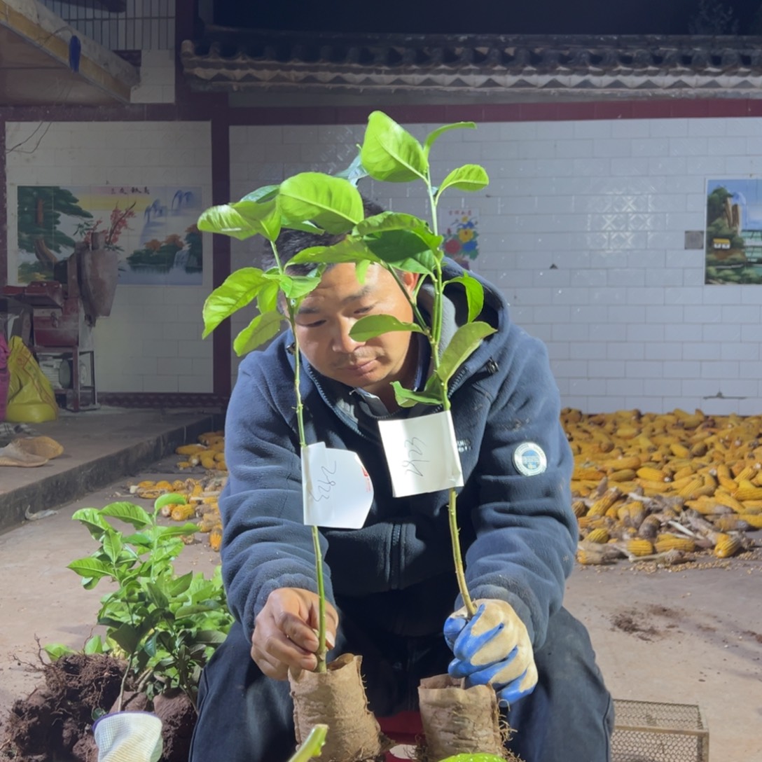 口***人无花朵2923两颗香橼