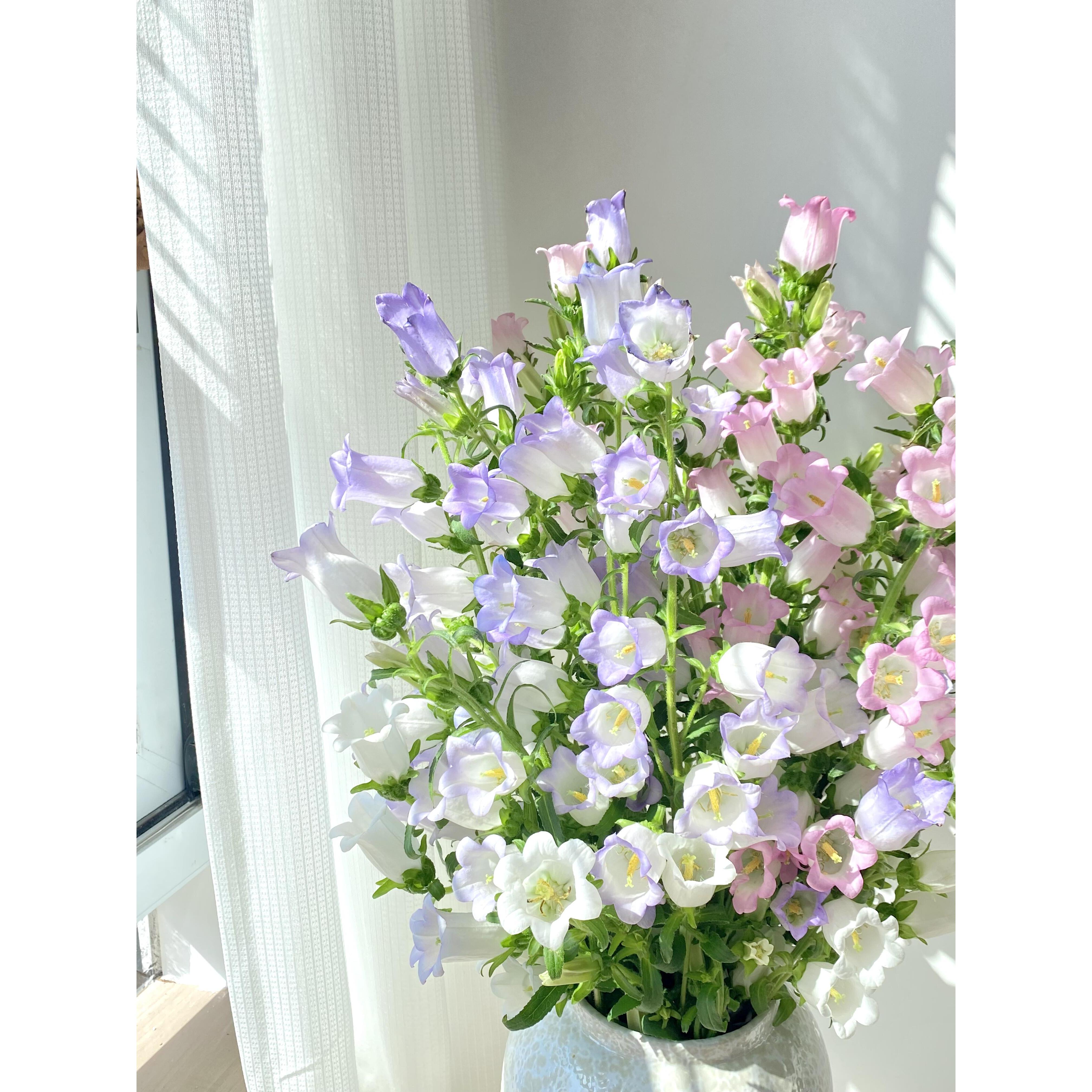 粉色、紫混色铃铛花   批发花店摆地摊云南基地直发一手货源