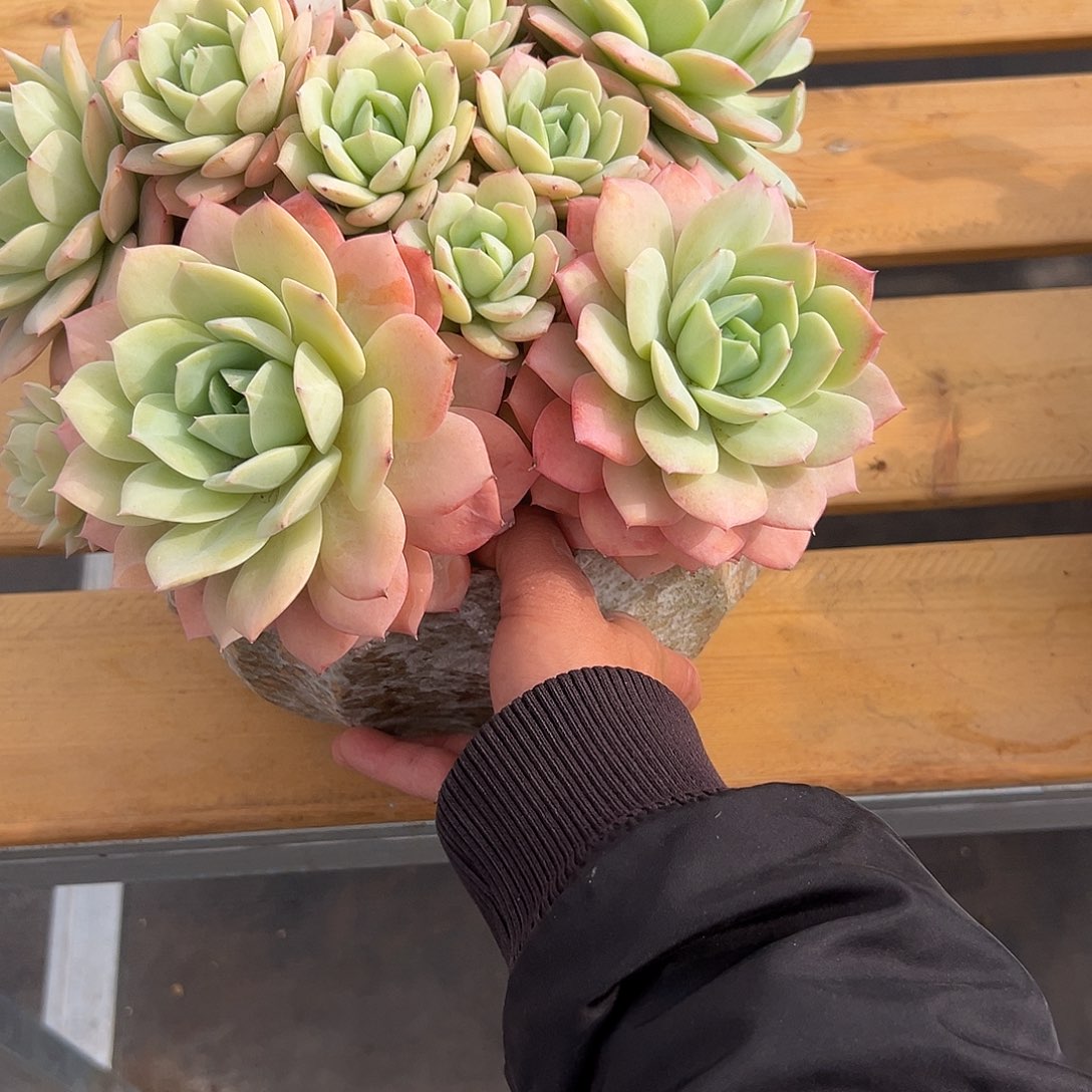 25恋曲。 多肉。      