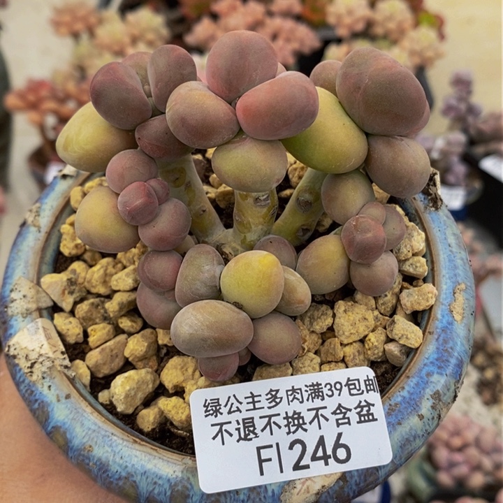 芒果奶8cm246多肉植物