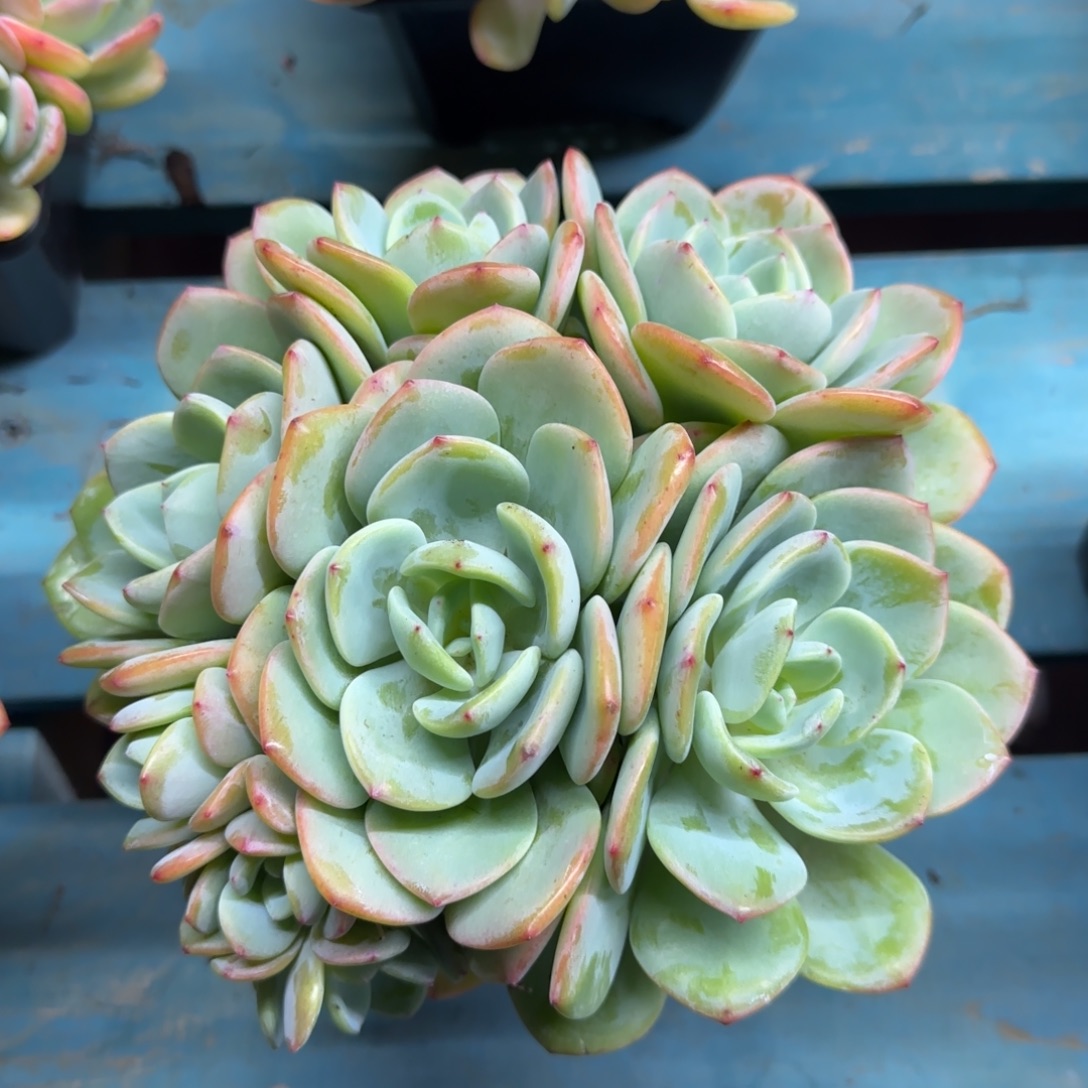 8头白月光，发货点延迟