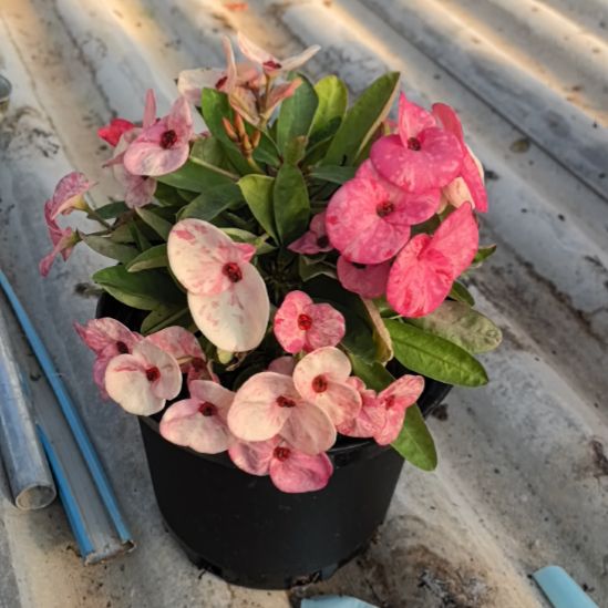 爱***家完全开放原子星直播间一物一拍