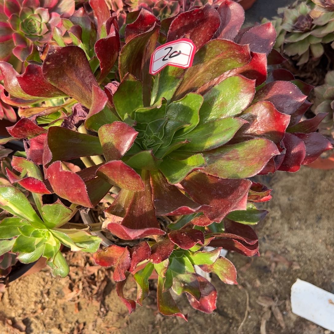 风***之20魅影七彩多肉植物法师