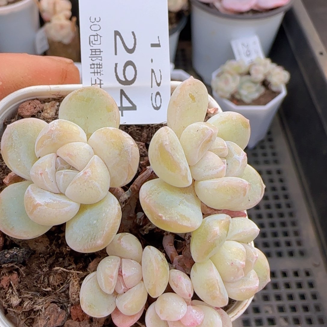 五头飘枝老桩冰玉