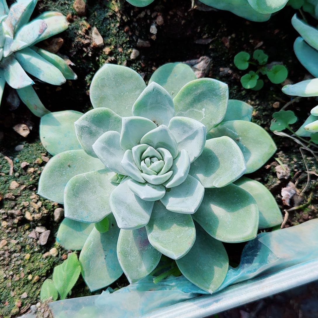 9258贝拉苹果叶多肉