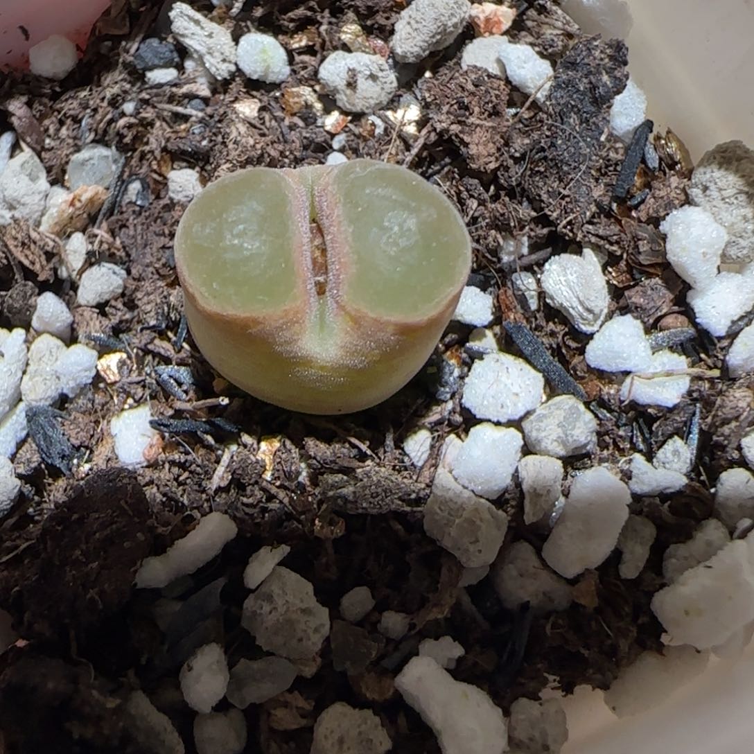 肉锥多肉植物百科-磁铁46