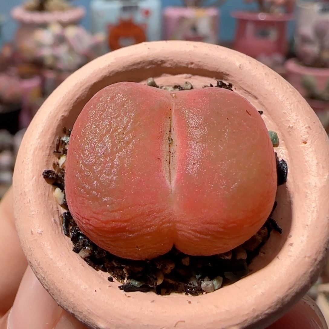 可爱的蟠桃盆口2cm