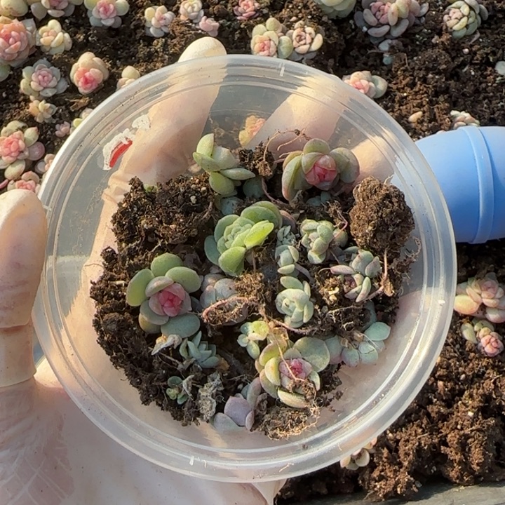阿***。37号渣渣多肉植物一盒