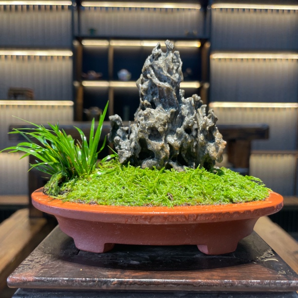 一物一拍链接，微景观石头苔藓菖蒲等造景盆景