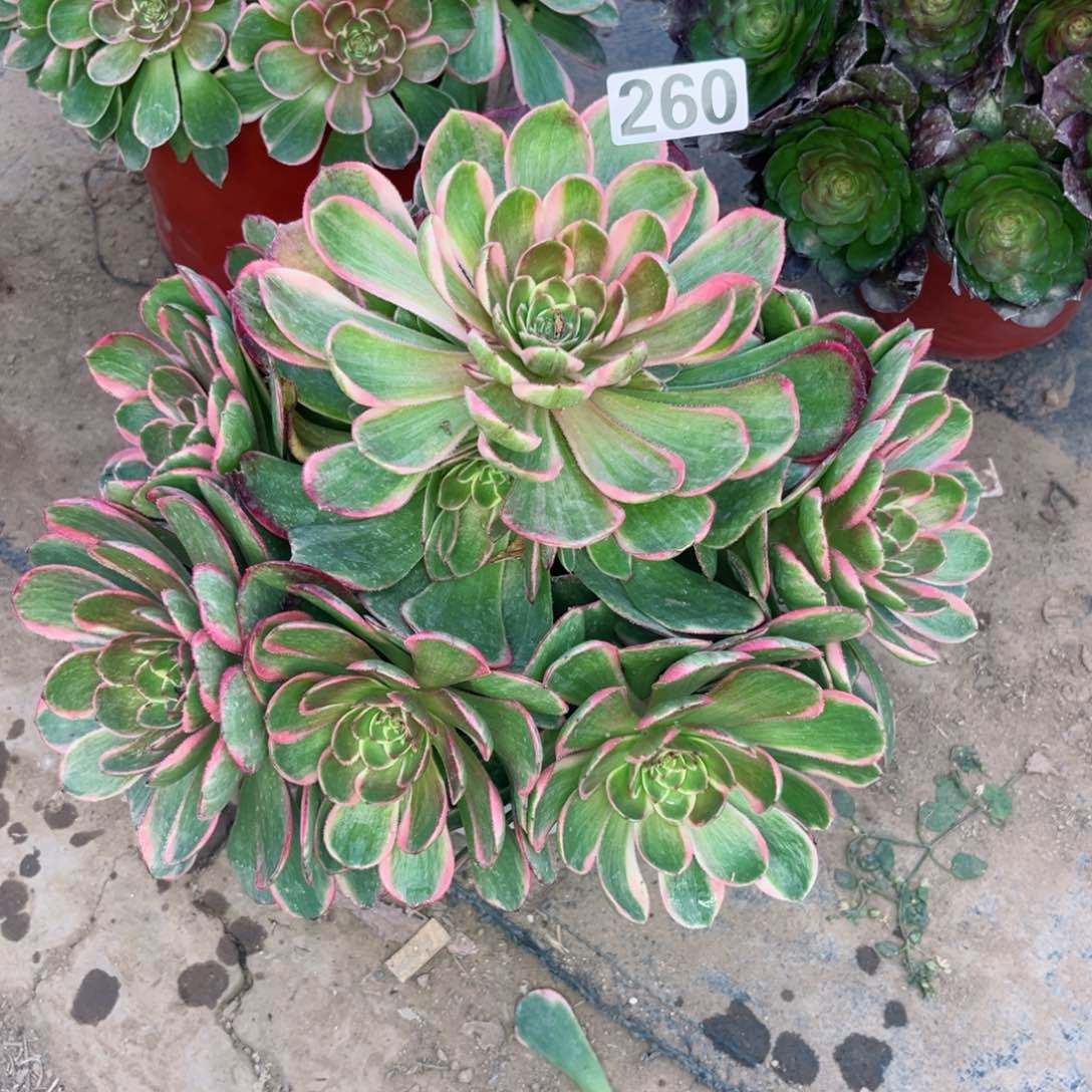 260粉花妖夜宴多肉植物