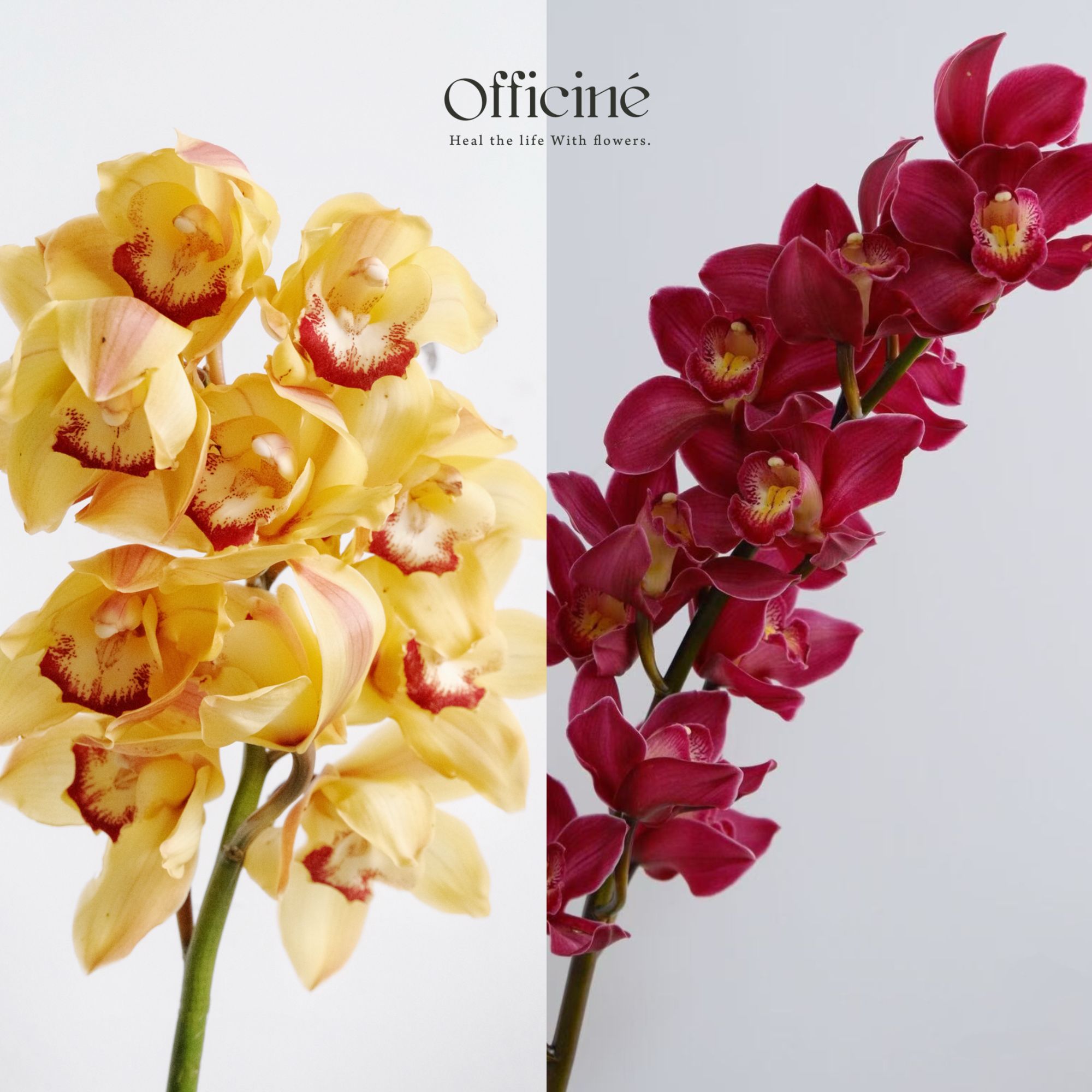 大花蕙兰 车厘子&大富贵 Officine基地直采鲜切花顺丰空运
