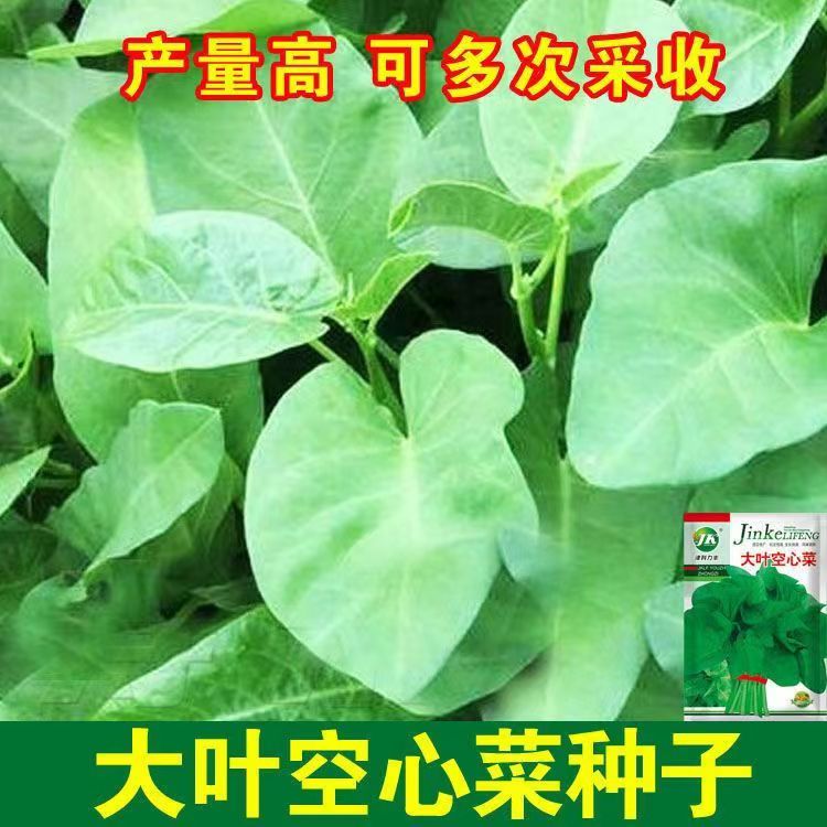 大叶空心菜种子通菜藤藤菜种子耐热青梗蕹菜家庭阳台盆栽四季播种